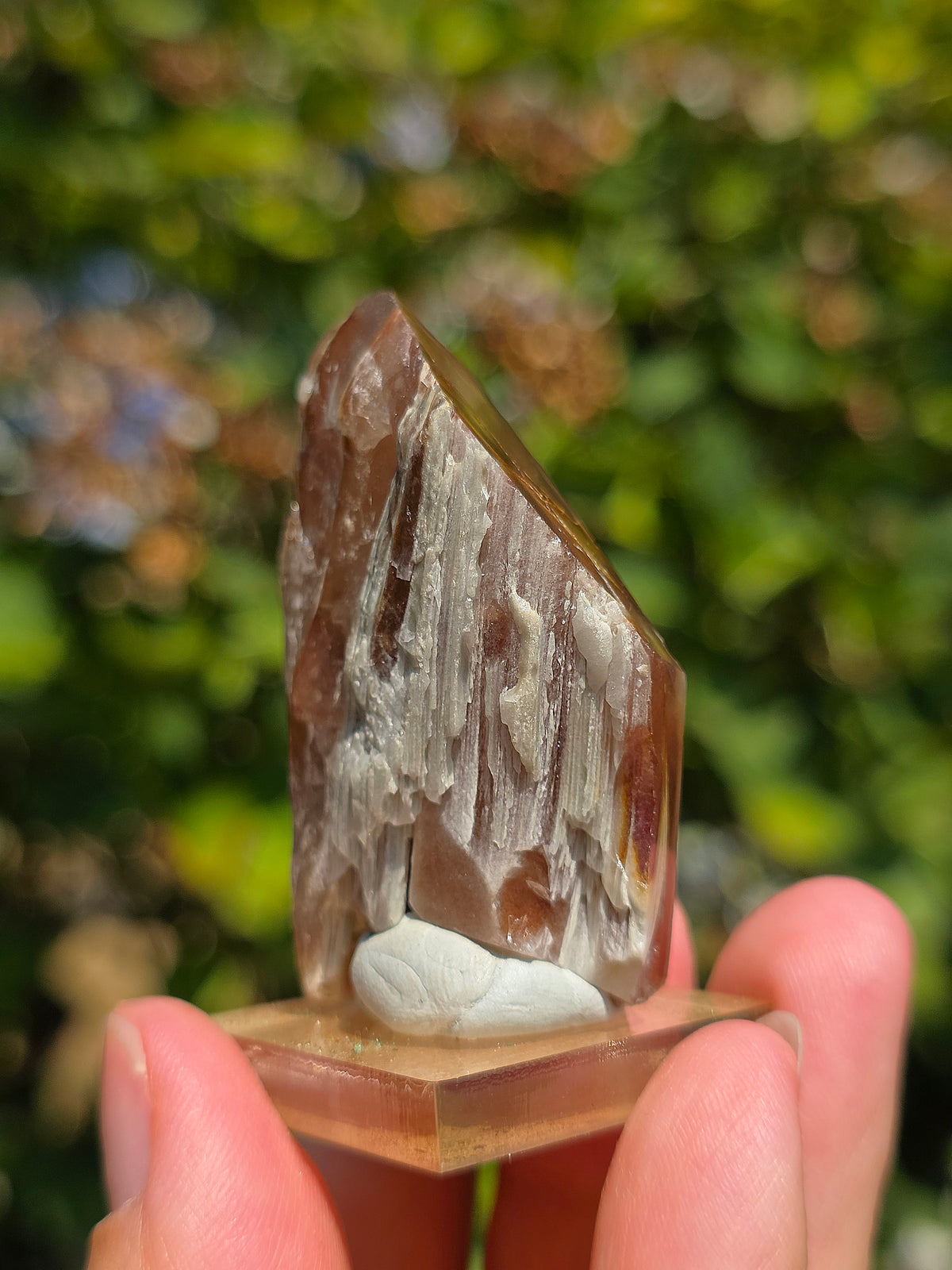 Amphibole du Brésil