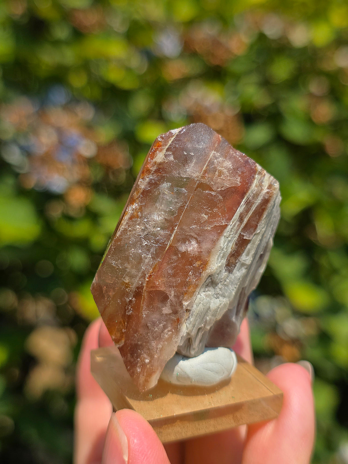 Amphibole du Brésil