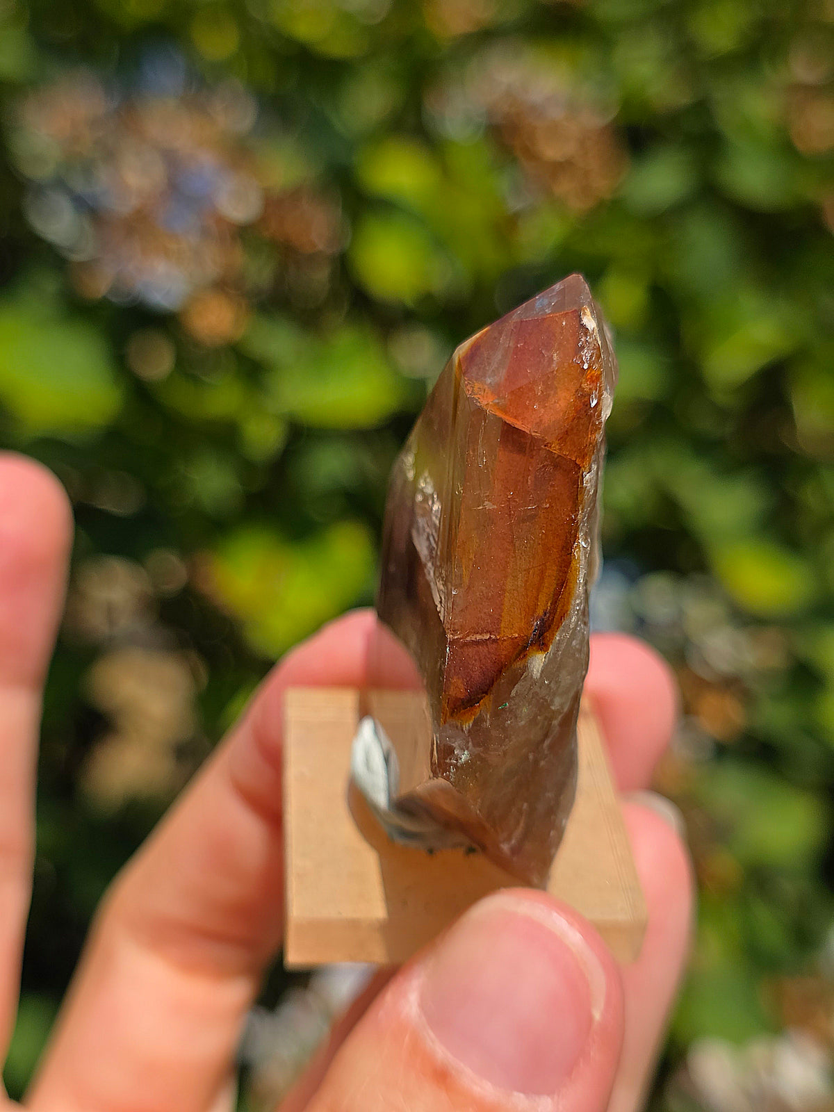 Amphibole du Brésil