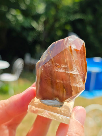 Amphibole du Brésil