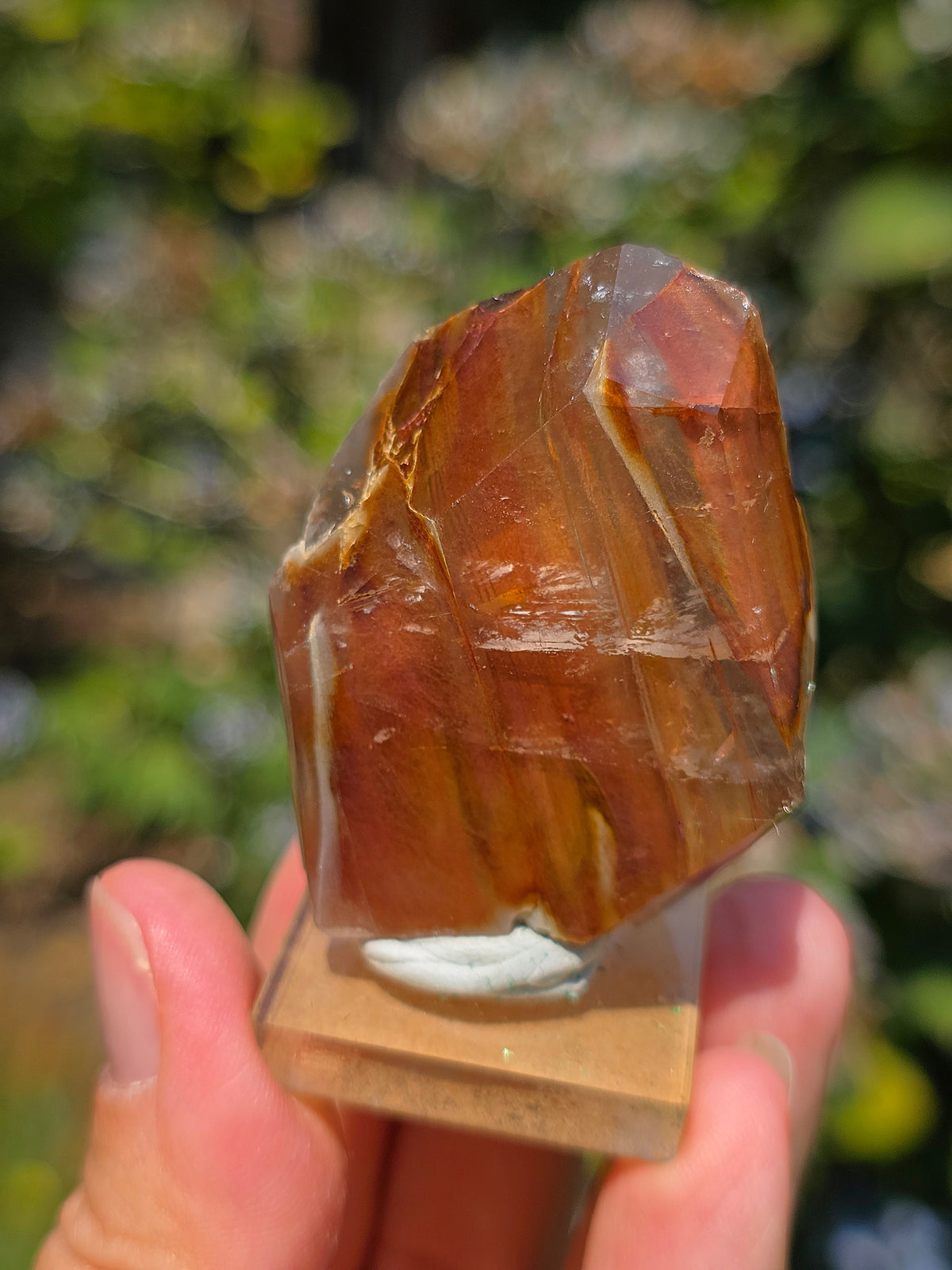 Amphibole du Brésil