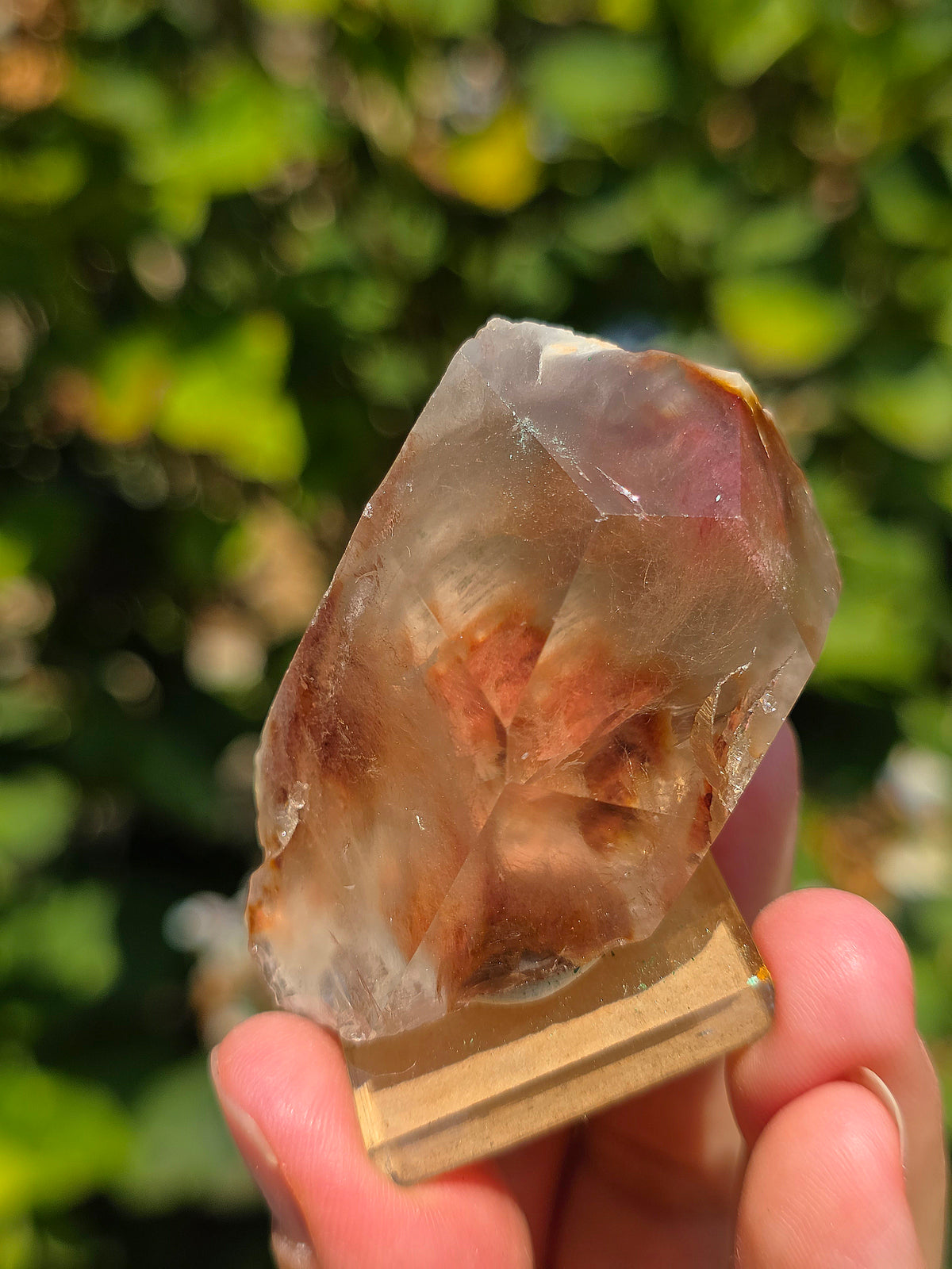 Amphibole du Brésil sur socle