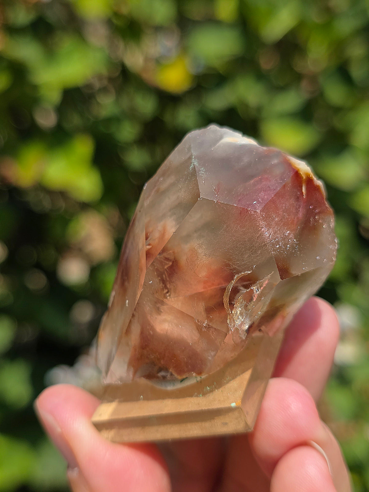 Amphibole du Brésil sur socle