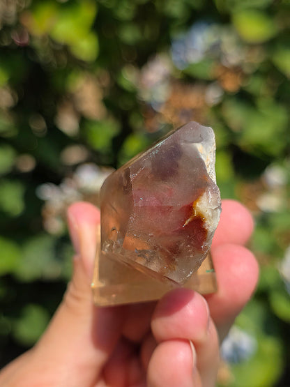 Amphibole du Brésil sur socle