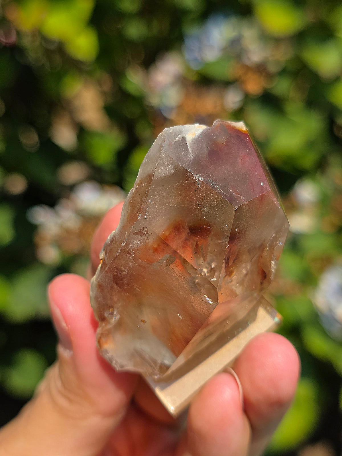 Amphibole du Brésil sur socle