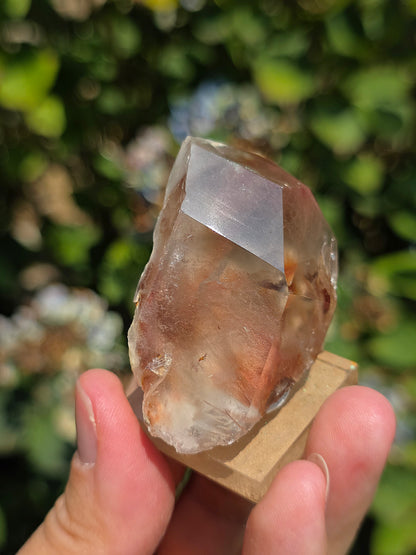 Amphibole du Brésil sur socle