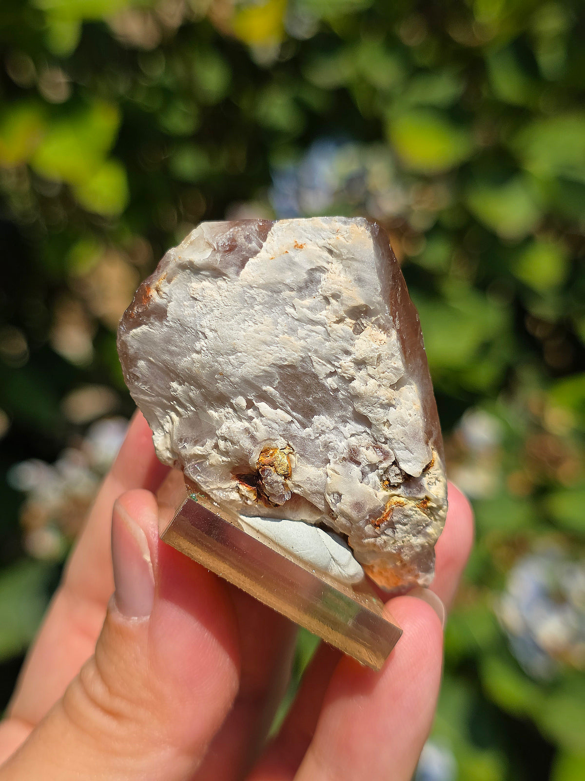 Amphibole du Brésil sur socle