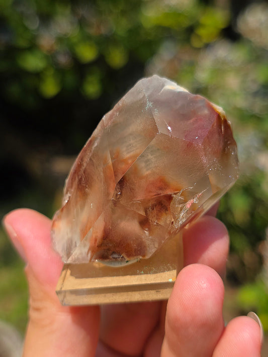 Amphibole du Brésil sur socle