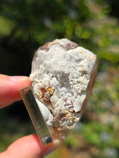 Amphibole du Brésil sur socle
