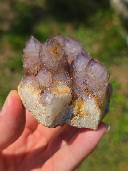 Quartz Cactus d'Afrique du Sud