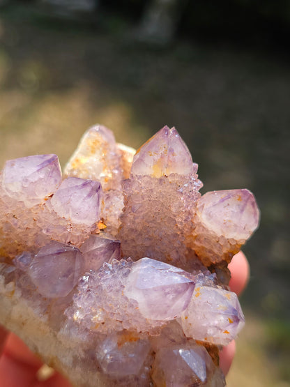 Quartz Cactus d'Afrique du Sud