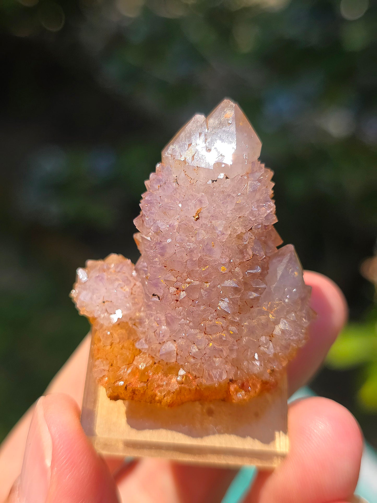 Améthyste cactus d'Afrique du sud