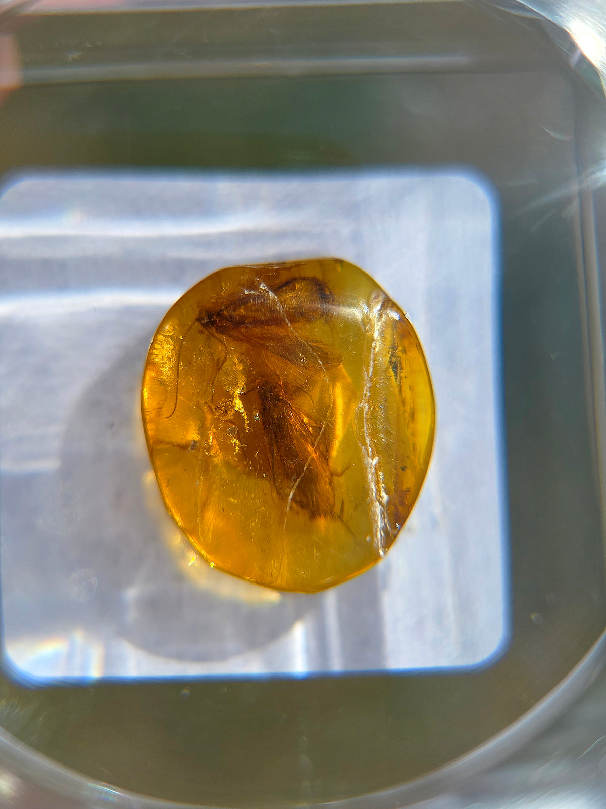 Ambre baltique contenant des insectes