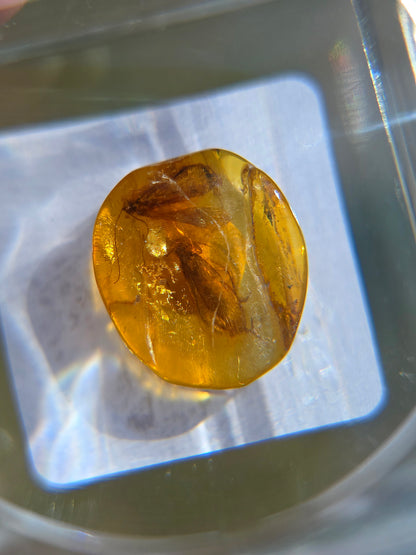 Ambre baltique contenant des insectes