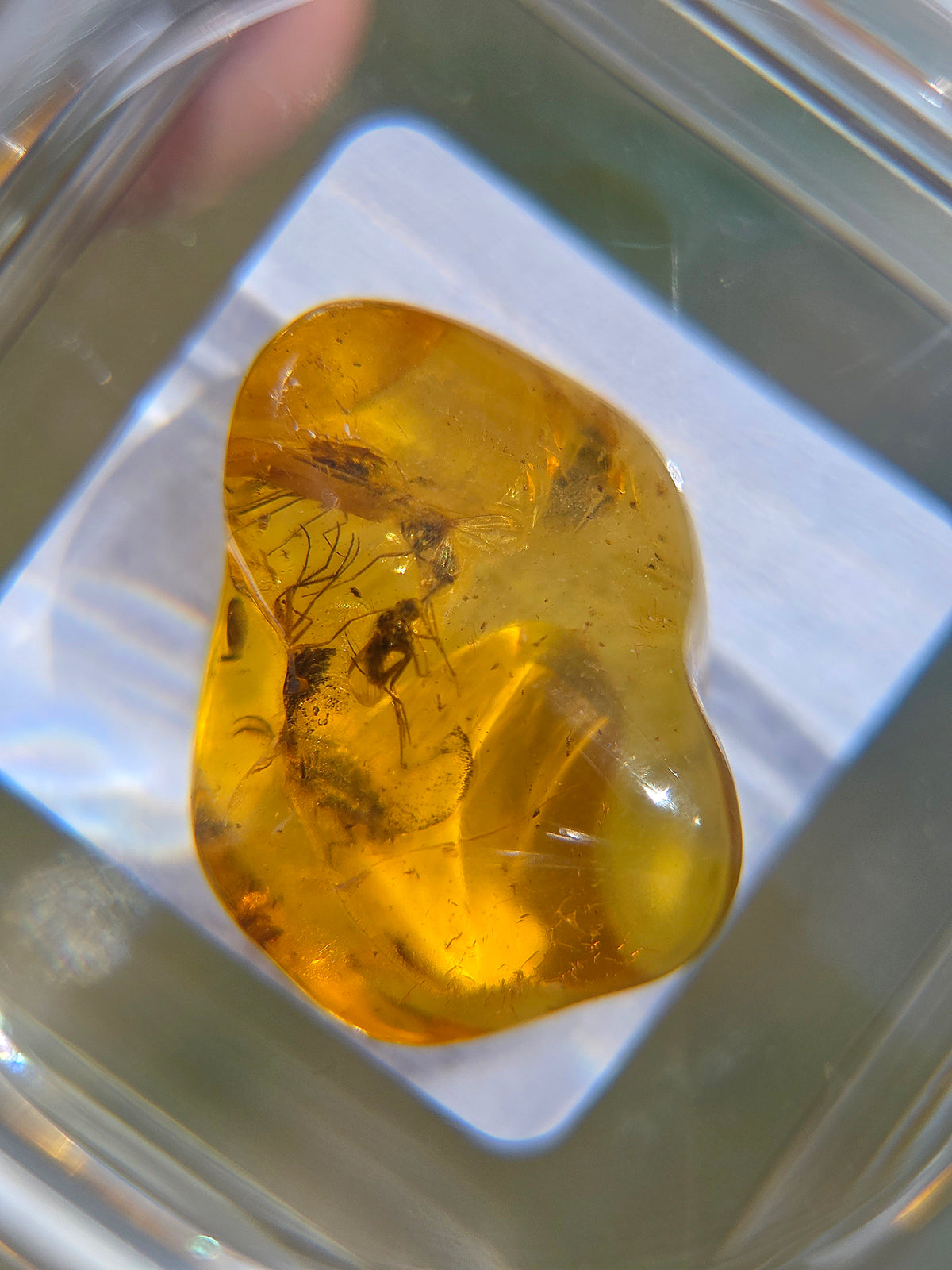 Ambre baltique contenant des insectes dans sa boîte loupe