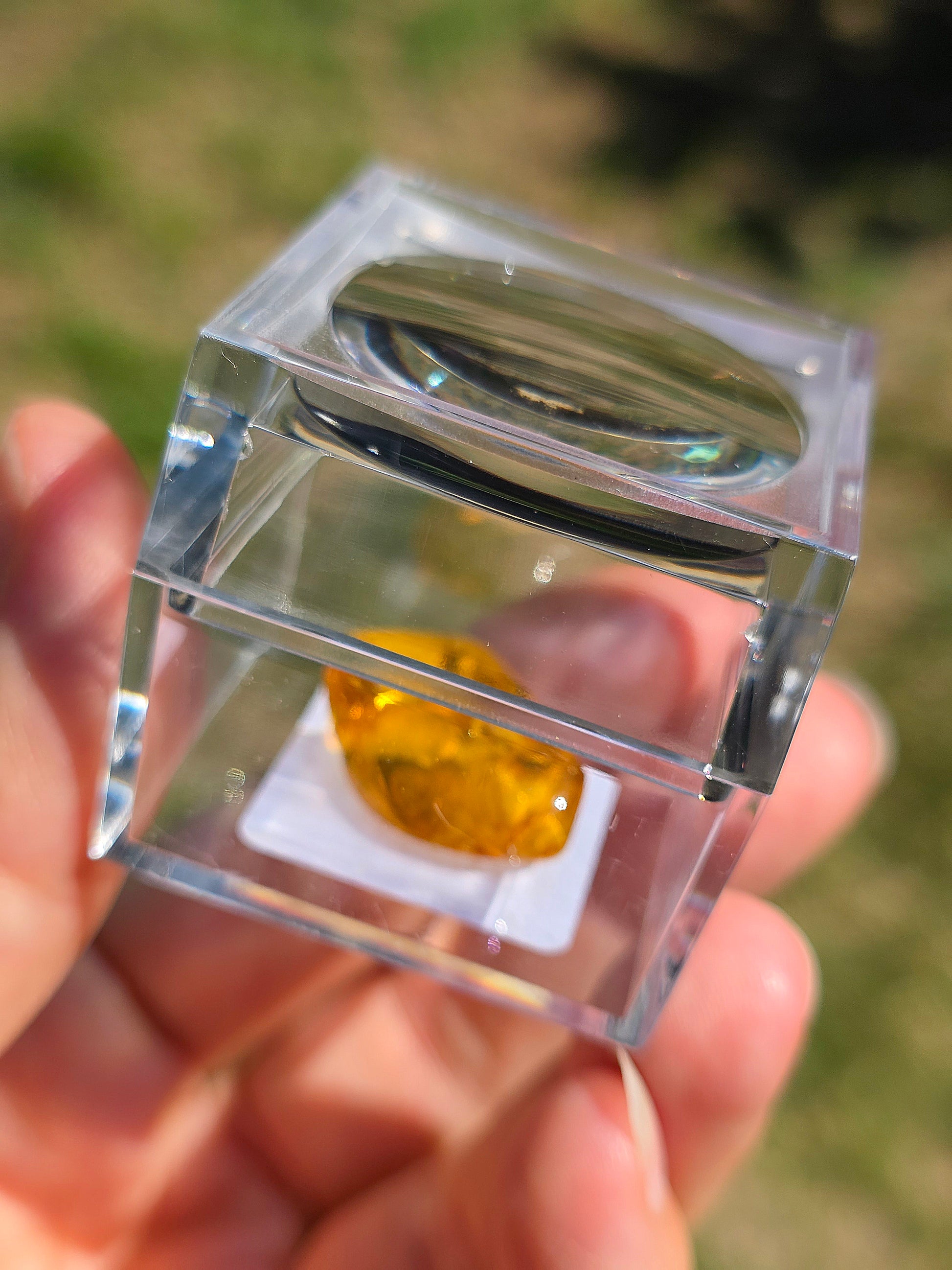 Ambre baltique contenant des insectes