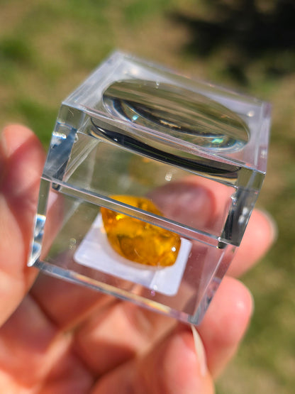 Ambre baltique contenant des insectes