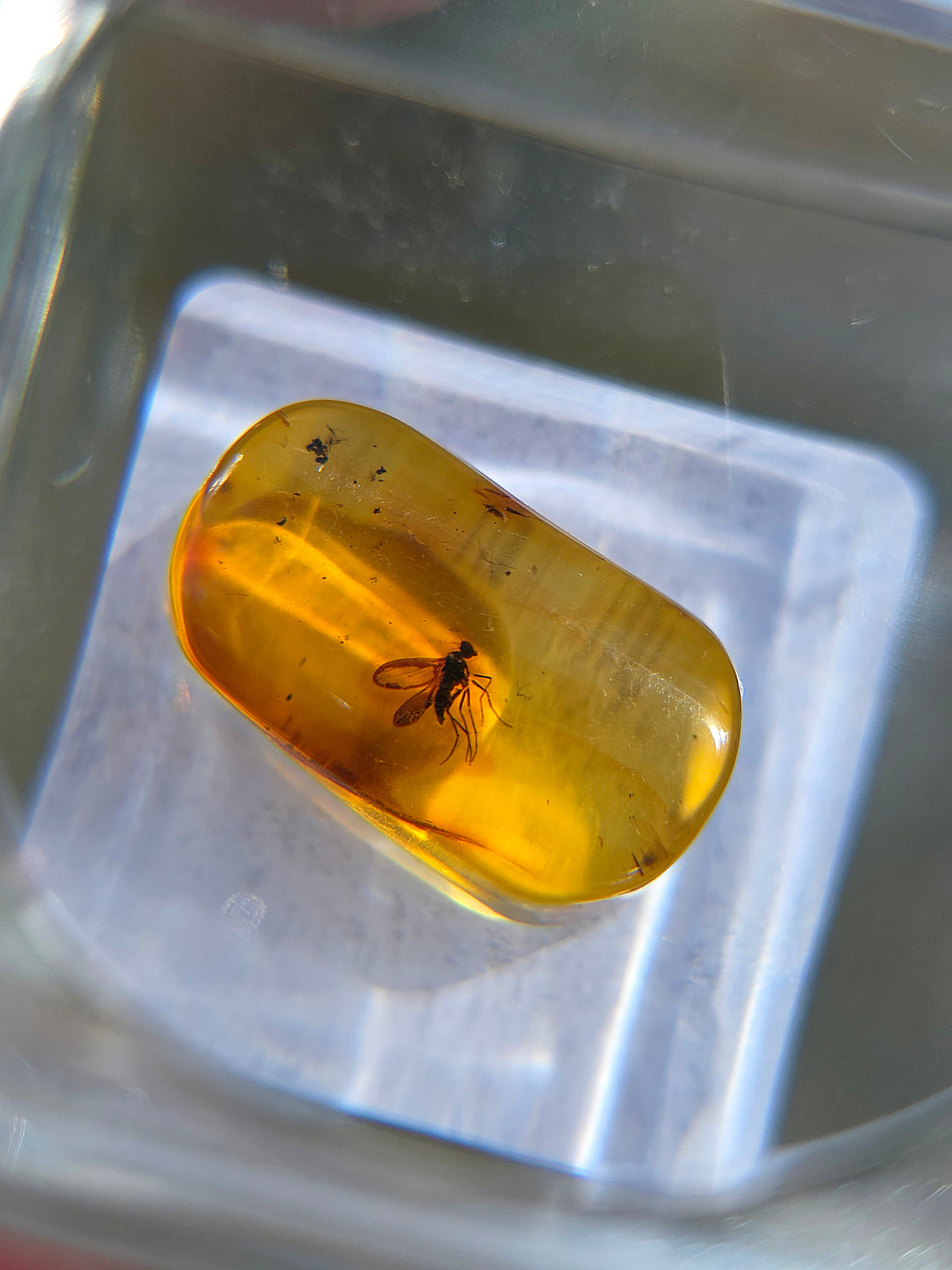 Ambre baltique contenant des insectes
