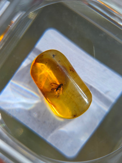 Ambre baltique contenant des insectes dans sa boîte loupe