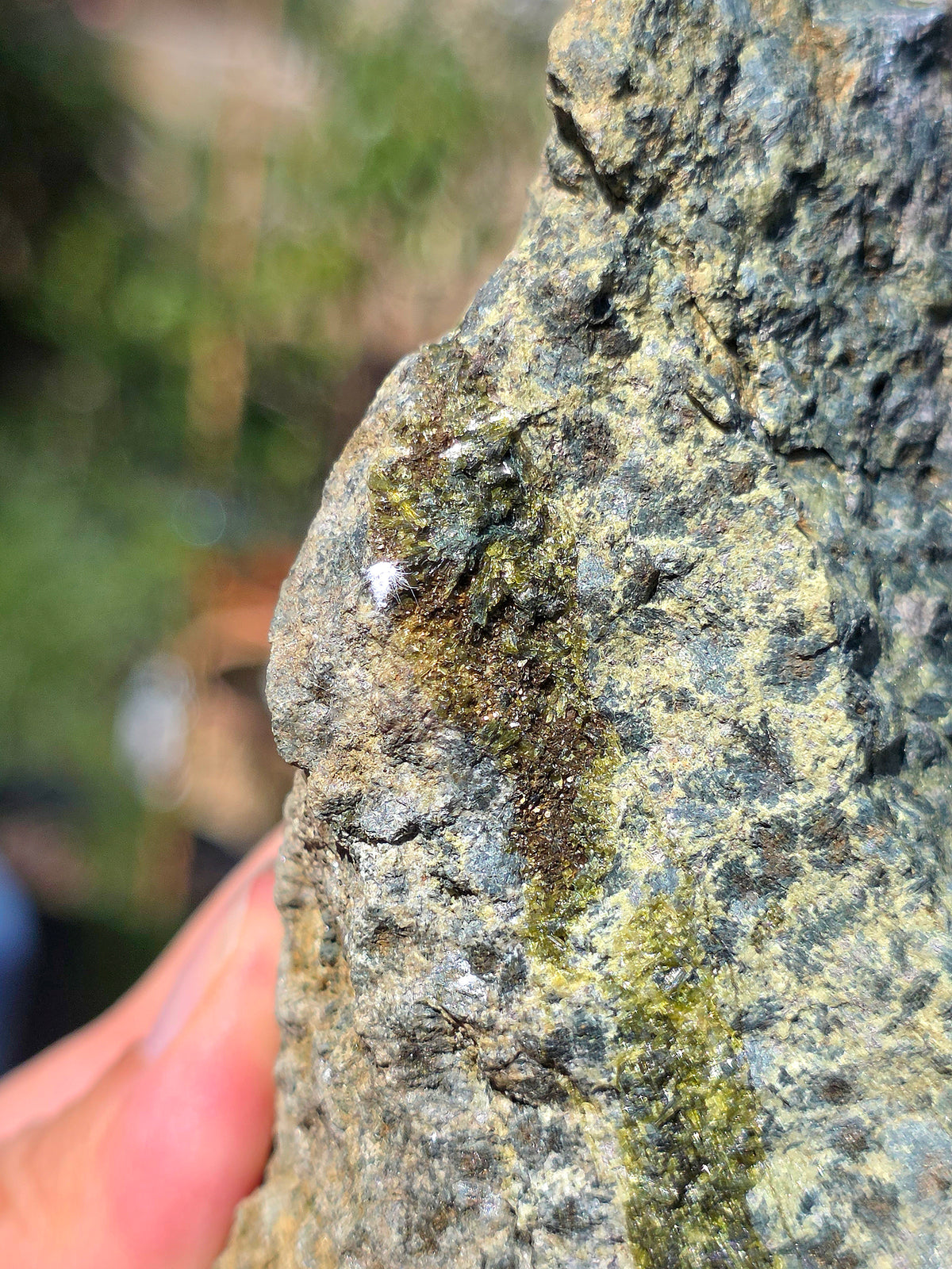 Axinite avec inclusions d'épidote de Barèges, Pyrénées, France