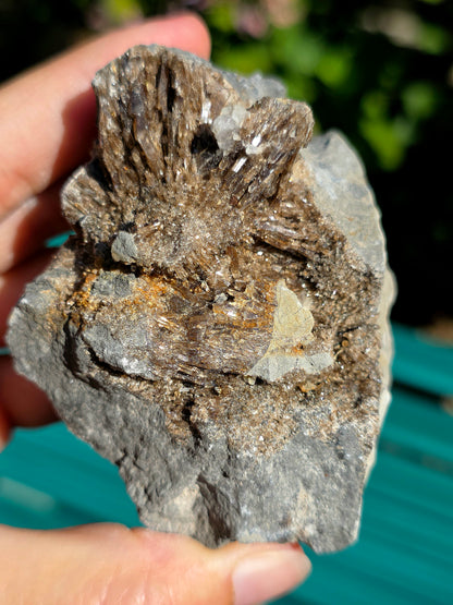 Baryte dans de la Septaria brute de la Drôme