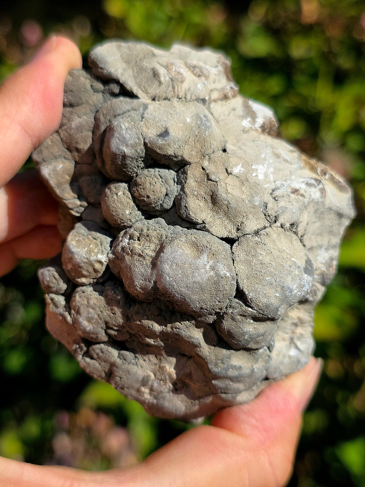 Baryte dans de la Septaria brute de la Drôme