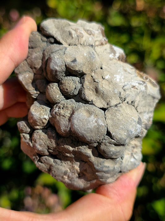 Baryte dans de la Septaria brute de la Drôme