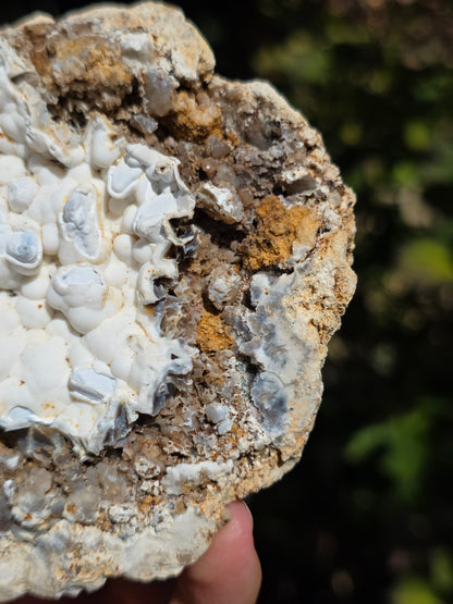 Calcédoine du Poitou dans sa matrice