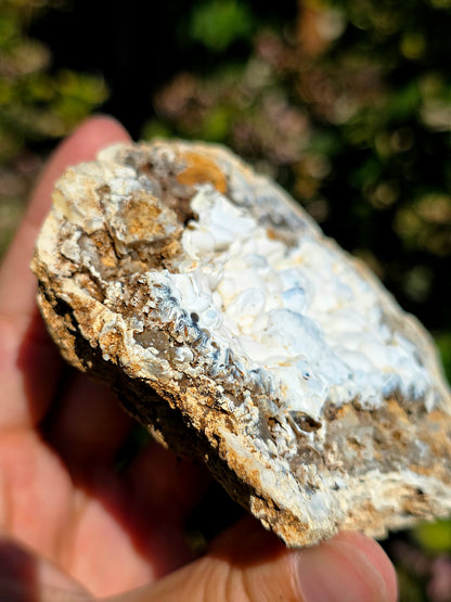 Calcédoine du Poitou dans sa matrice