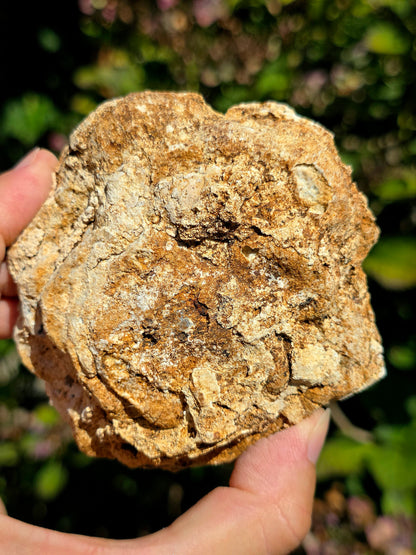 Calcédoine du Poitou dans sa matrice