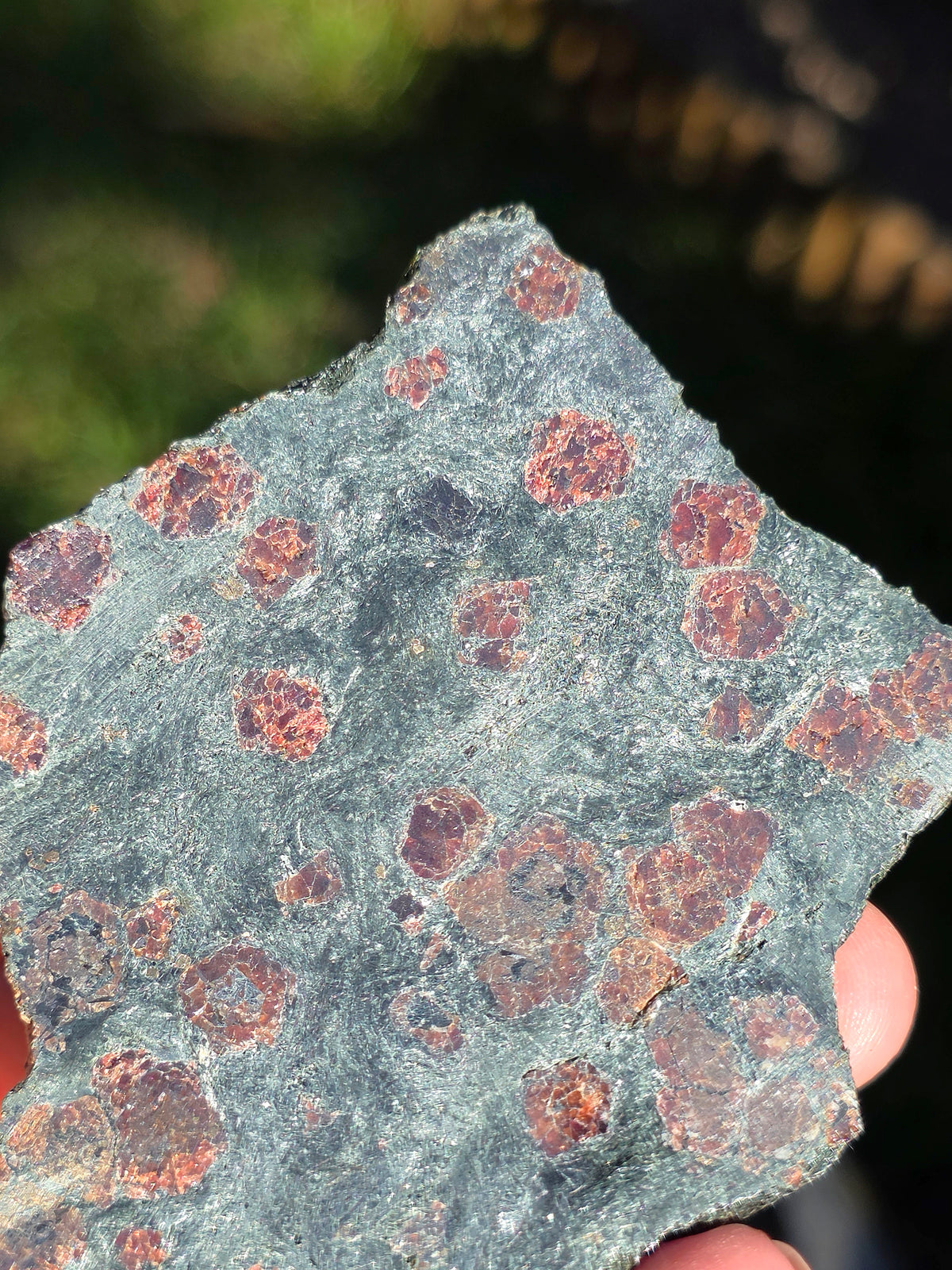 Tranche d'Eclogite à Grenats Pyrope d'Italie
