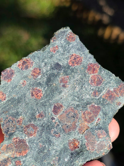 Tranche d'Eclogite à Grenats Pyrope d'Italie