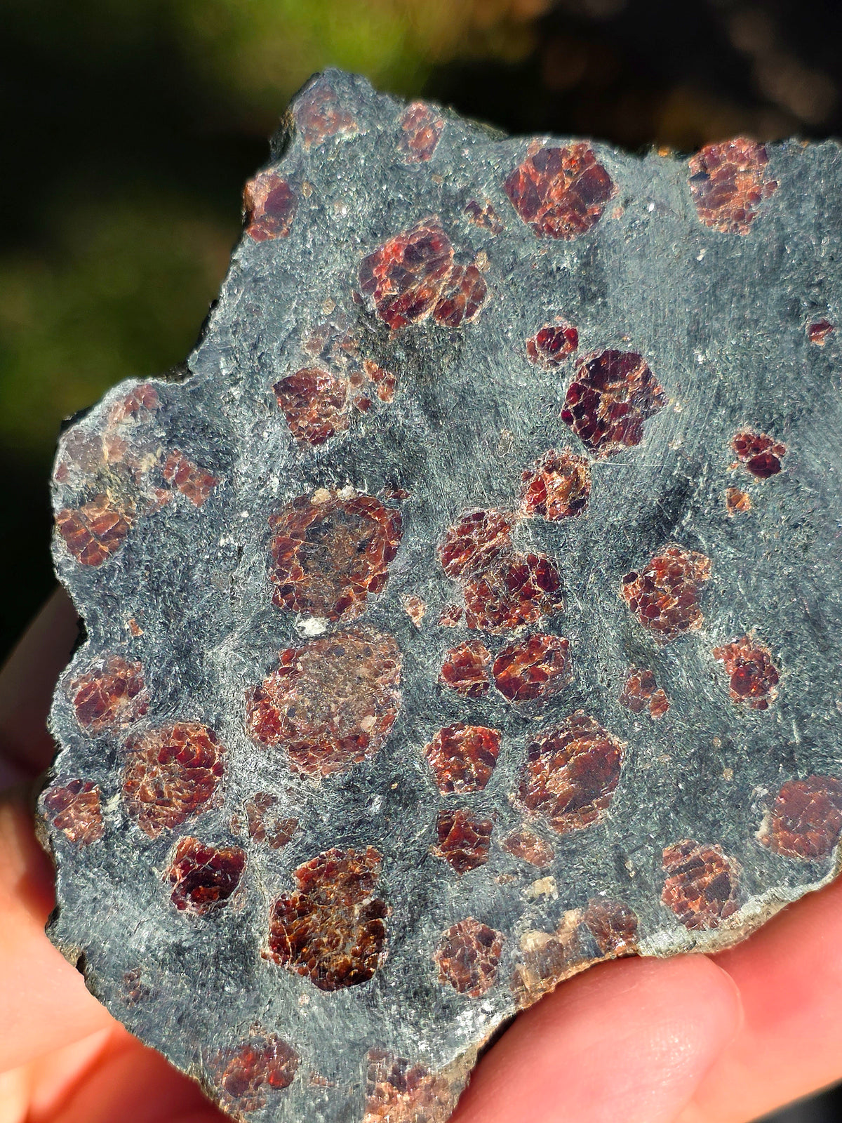 Tranche d'Eclogite à Grenats Pyrope d'Italie
