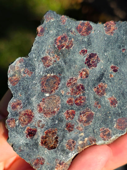 Tranche d'Eclogite à Grenats Pyrope d'Italie