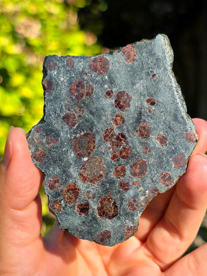 Tranche d'Eclogite à Grenats Pyrope d'Italie