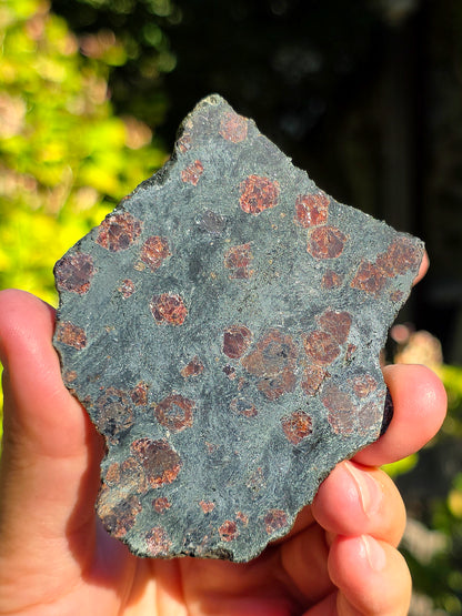 Tranche d'Eclogite à Grenats Pyrope d'Italie