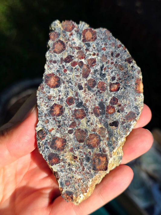 Tranche d'Eclogite à Grenats du Val d'Aoste