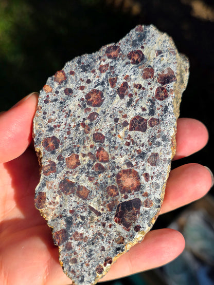 Tranche d'Eclogite à Grenats du Val d'Aoste