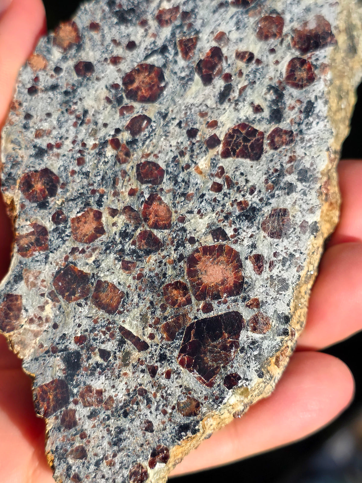 Tranche d'Eclogite à Grenats du Val d'Aoste
