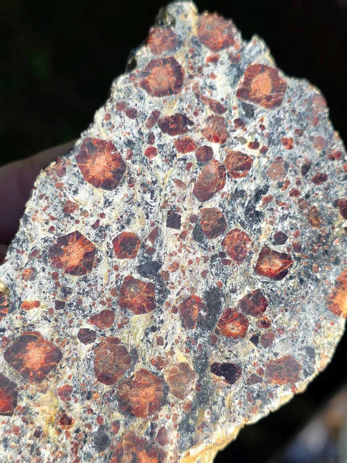 Tranche d'Eclogite à Grenats du Val d'Aoste