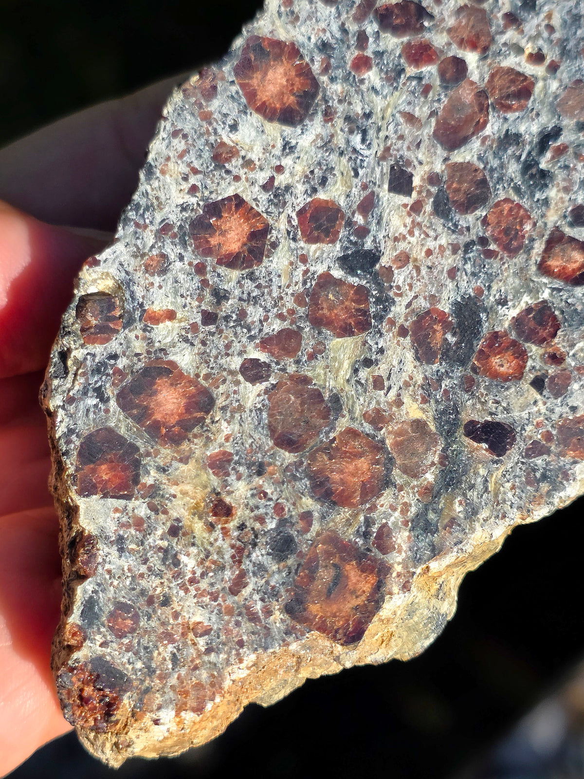 Tranche d'Eclogite à Grenats du Val d'Aoste
