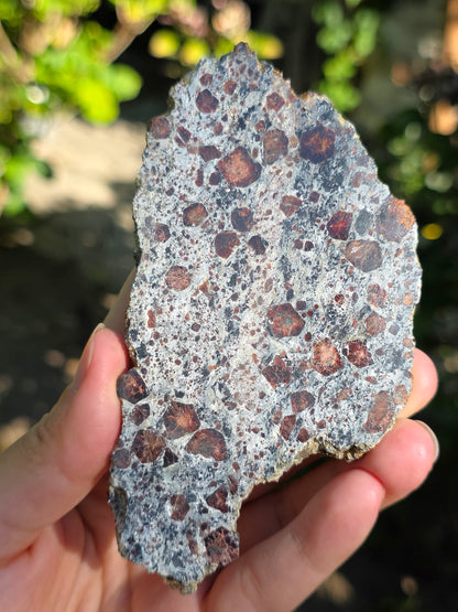 Tranche d'Eclogite à Grenats (variété Pyrope) d'Italie