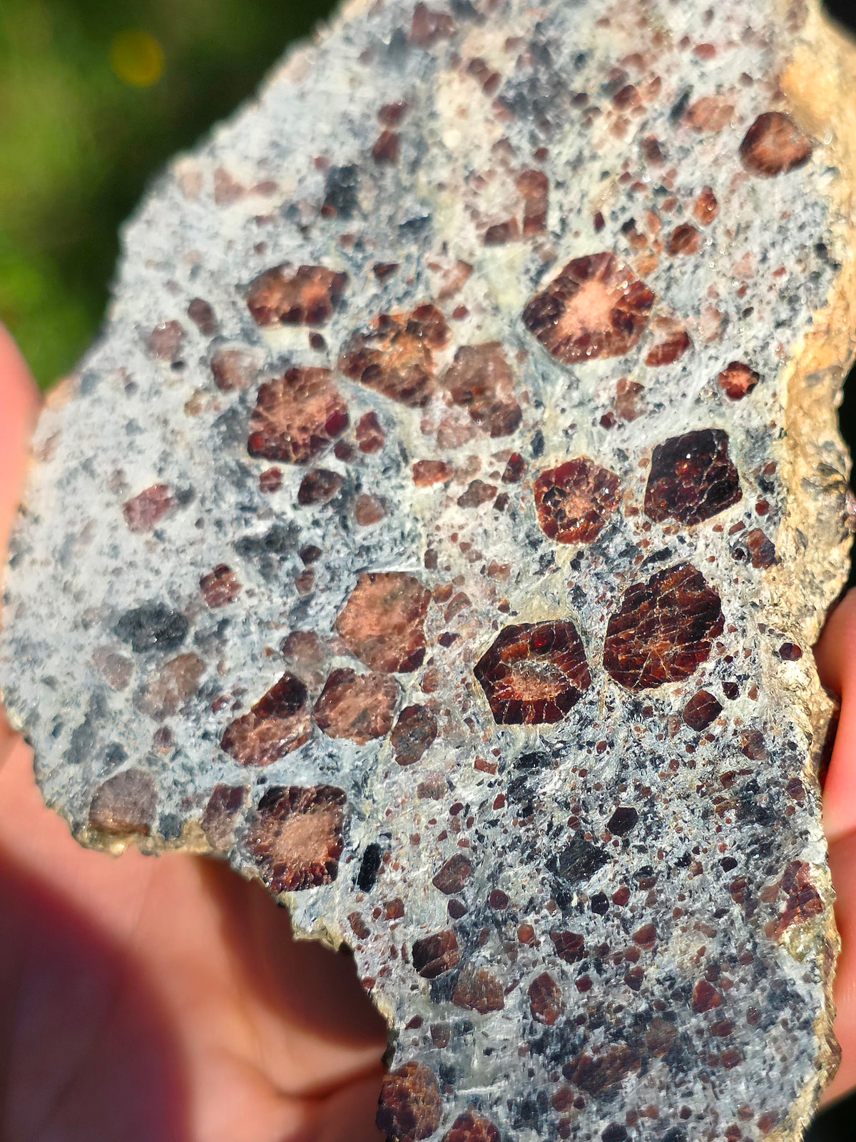 Tranche d'Eclogite à Grenats (variété Pyrope) d'Italie