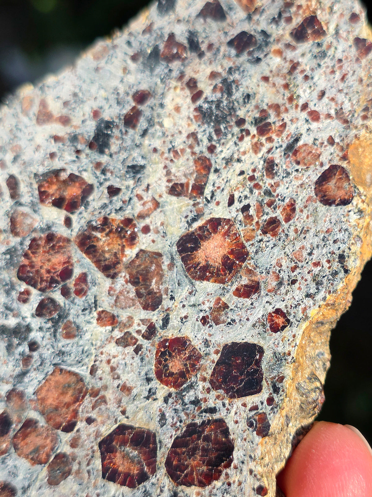 Tranche d'Eclogite à Grenats (variété Pyrope) d'Italie