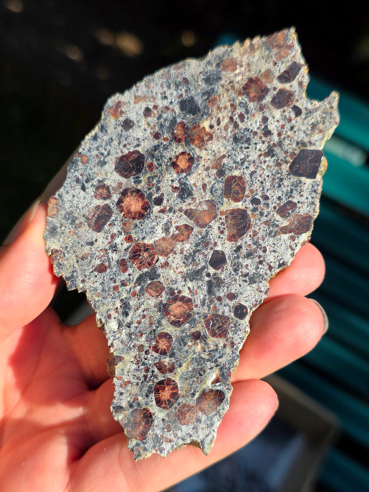 Tranche d'Eclogite à Grenats Pyropes d'Italie.