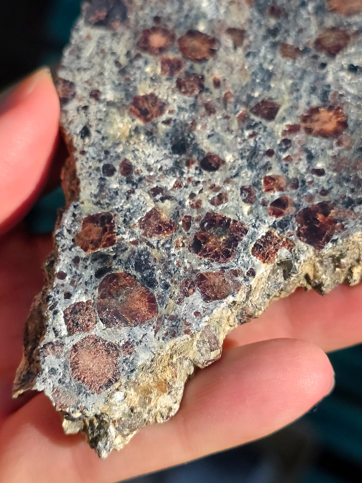 Tranche d'Eclogite à Grenats Pyropes d'Italie.