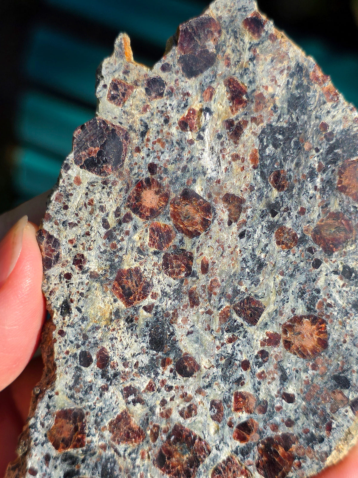 Tranche d'Eclogite à Grenats Pyropes d'Italie.