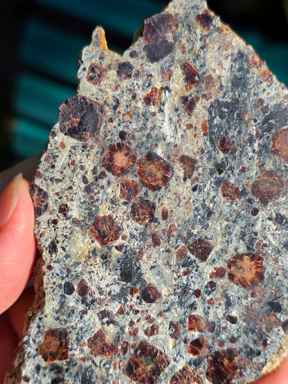 Tranche d'Eclogite à Grenats Pyropes d'Italie.