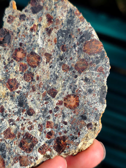 Tranche d'Eclogite à Grenats Pyropes d'Italie.