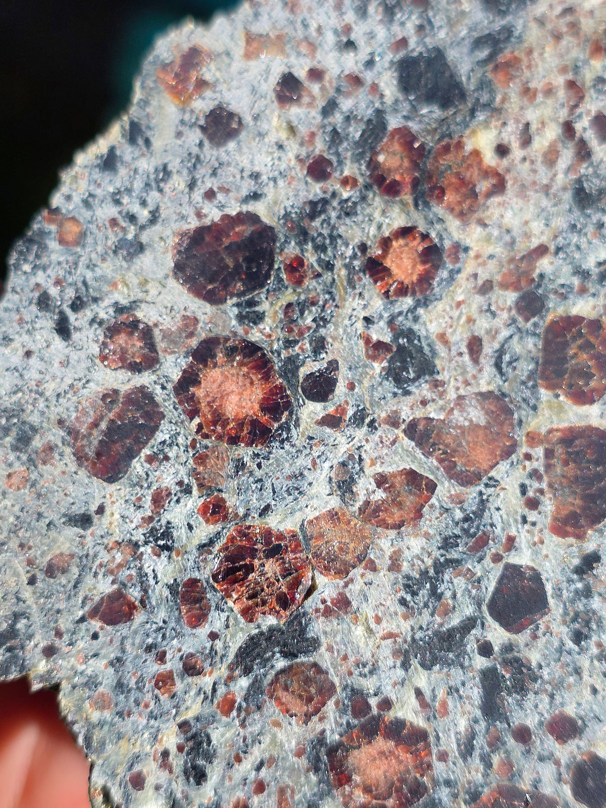 Tranche d'Eclogite à Grenats Pyropes d'Italie.